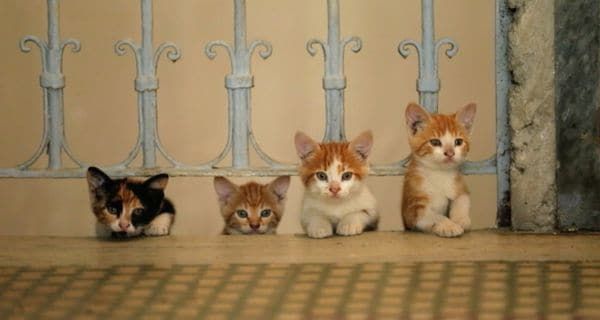 Sari's kittens in Ceyda Torun's KEDi, her sharp-eyed documentary on what it means to be a cat in present day Istanbul.